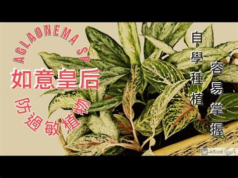 如意種植|如意皇后:形態特徵,生長習性,栽培技術,繁殖技術,